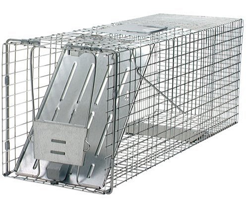 6 Best Raccoon Traps