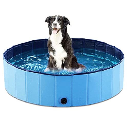 8 Best Dog Pools