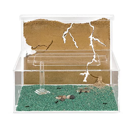 Anthouse Formicarium