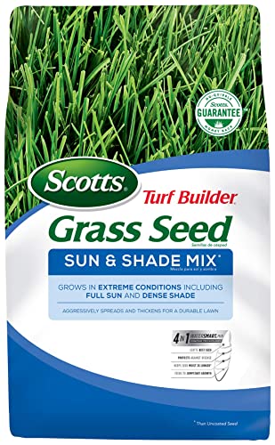 Best Grass Seed