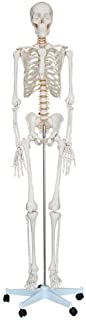 ShopAnatomical Life Size