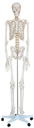 ShopAnatomical Life Size