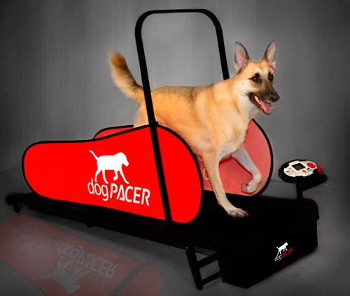 DogPacer LF 1