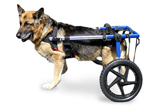 7 Best Dog Wheelchairs