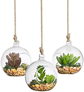 Sungrow Hanging Terrariums