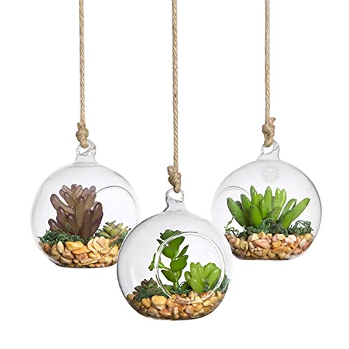 Sungrow Hanging Terrariums