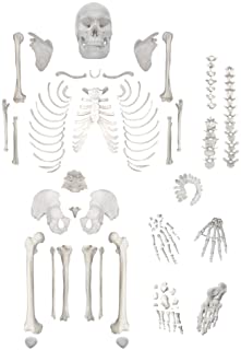 Hbarsci Disarticulated