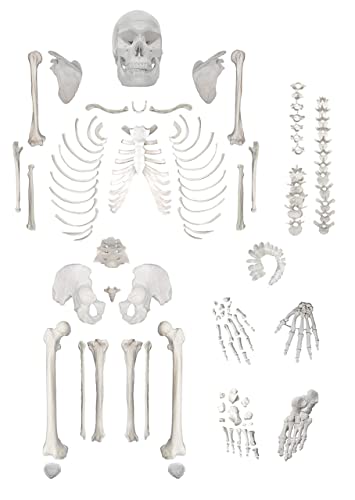 10 Best Anatomical Skeletons