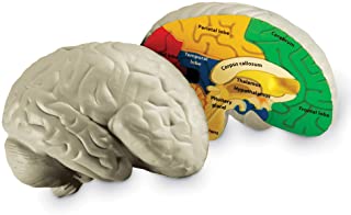 Learning Resources Cross Section