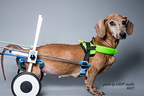 New!!! XS-LW: Adjustable Dog Pet Wheelchair