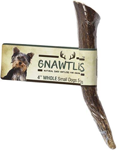 Gnawtlers - Premium Elk Antlers For Dogs, Naturally Shed Elk Antlers, USA Natural Elk Antler Chews, Specially Selected Elks Antlers From The Rocky Mountain & Heartland Regions - 4