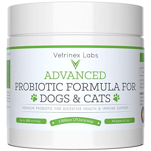 10 Best Probiotics For Dogs With Ibd