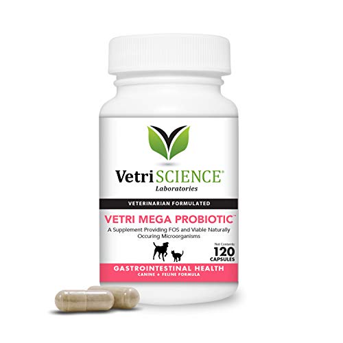 10 Best Probiotics For Cats With Kidney Disease