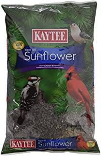 Kaytee Wild Bird Food Black Oil Sunflower - 5 Lb