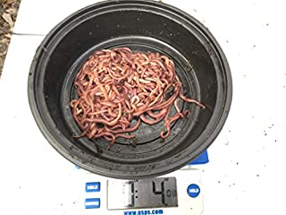 Worms 1/4 Pound Red Wiggler