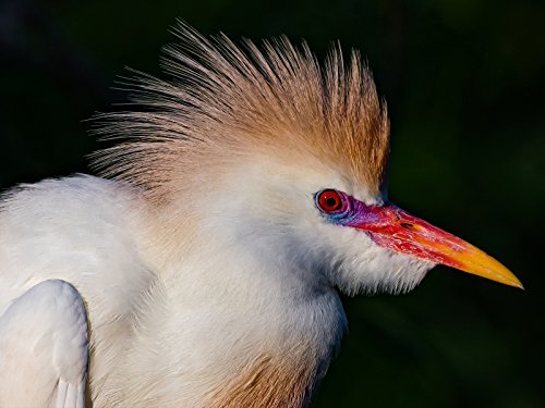 Gatorland Photographer's Pass Bird Rookery Nikon D500 Nikkor 200-500mm