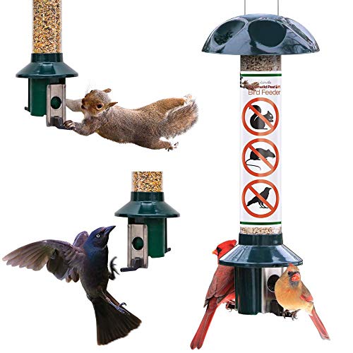 10 Best Squirrel Proof Feeders