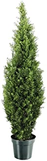 National Tree Company Arborvitae