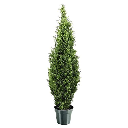 National Tree Company Arborvitae