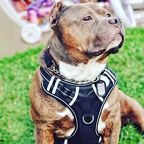 10 Best Dog Harnesses For Pitbulls