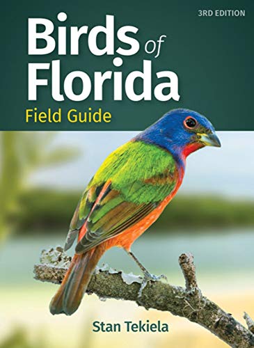 9 Best Bird Feeders For South Florida