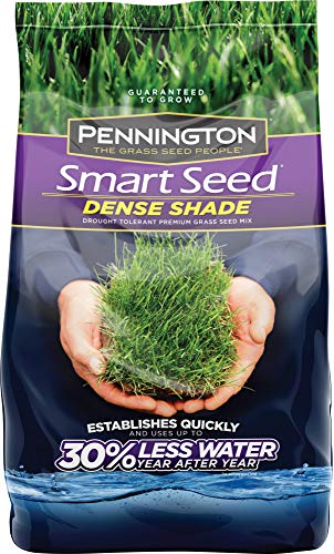 10 Best Grass Seed For Texas