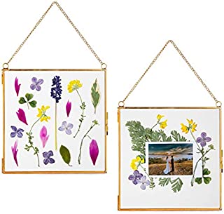 Glass Frame for Pressed Flowers, Leaf and Artwork - Hanging Gold 6x6 Square Metal Picture Frames, Clear Double Glass Floating Frame, Wall Decor Photo Display, Set of 2 Flower Press Frames with Chain