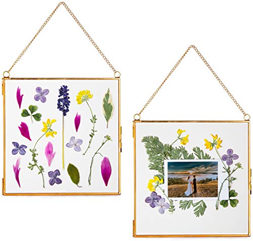 Glass Frame for Pressed Flowers, Leaf and Artwork - Hanging Gold 6x6 Square Metal Picture Frames, Clear Double Glass Floating Frame, Wall Decor Photo Display, Set of 2 Flower Press Frames with Chain