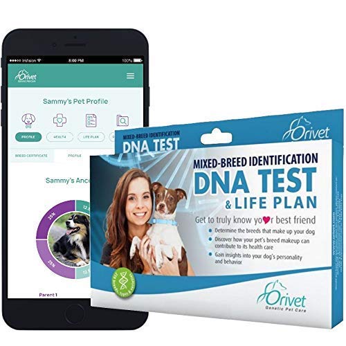 Orivet Dog DNA Test | Dog Breed Test Kit, Genetic Testing, Heritable Health Risks and Life Plan