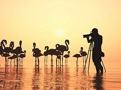 Photography for Birders