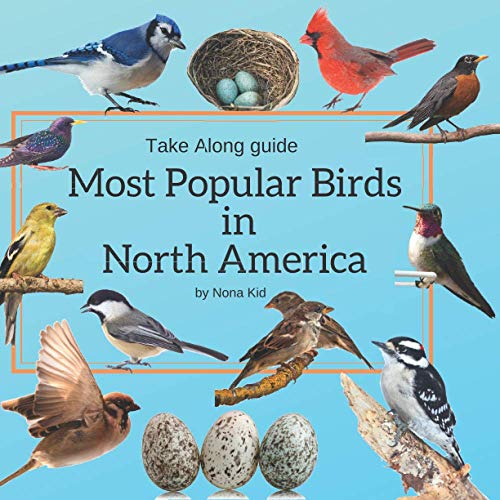 Most Popular Birds in North America: Bird Watching Guide for Kids