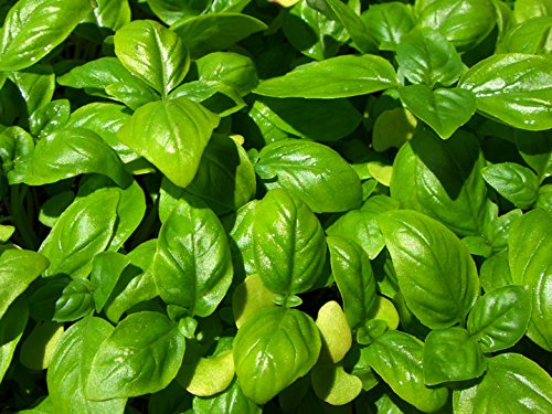 Bulk Organic Basil Seeds (1 lb)