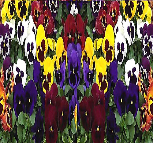 Big Pack - Pansy, Mixed Flower Seed (4,000 Seeds) - Viola wittrockiana'Swiss Giants' - Edible Flower Seeds by MySeeds.Co (Big Pack - Pansy Mix)