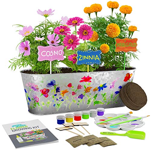 Paint & Plant Flower Growing Kit - Kids Gardening Science Gifts for Girls and Boys Ages 4 5 6 7 8 9 10 11 - STEM Arts & Crafts Project Activity - Grow Your Own Cosmos, Zinnia & Marigold Flowers