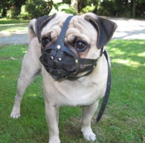 Leather Dog Muzzle for Shih Tzu and Pug Other Flat face Short Snout Dog's (M1, Black)