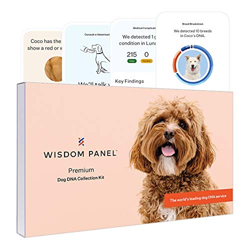 Wisdom Panel Premium, New and Improved Dog DNA Test for Comprehensive Health, Traits and Ancestry